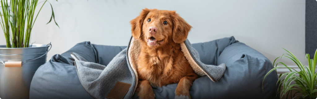 Dog Friendly Hotel