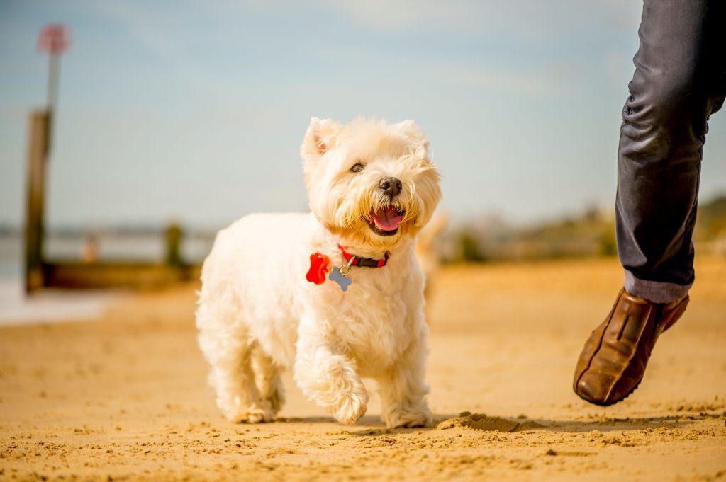 Small Dog enjoying a walk on Bournemouth Beach
