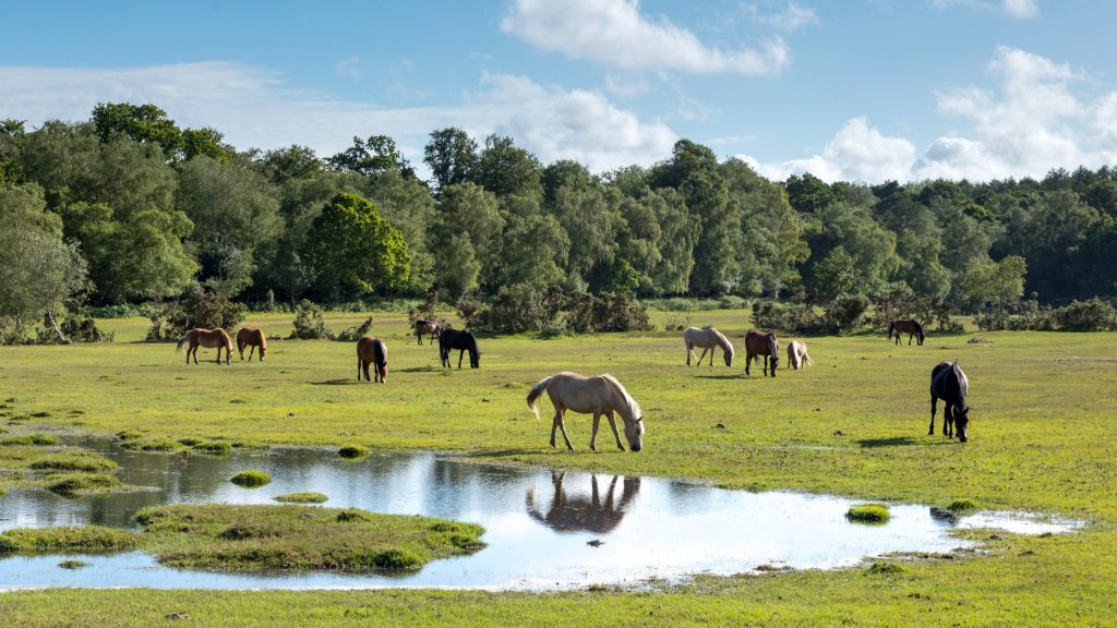 Explore the New Forest