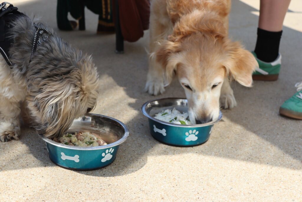 Dog-Friendly Group Stays in Bournemouth