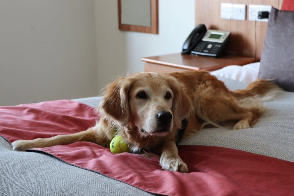 Dog-Friendly Stays in Bournemouth